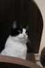 Kitty4