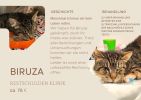 Biruza