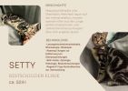 Setty