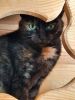 Kitti